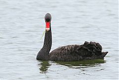 Black Swan